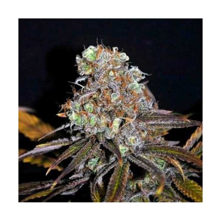 Golosa (Indica Line) Feminizada de Delicious