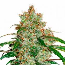 Honeybells CBD Feminizada de Delicious