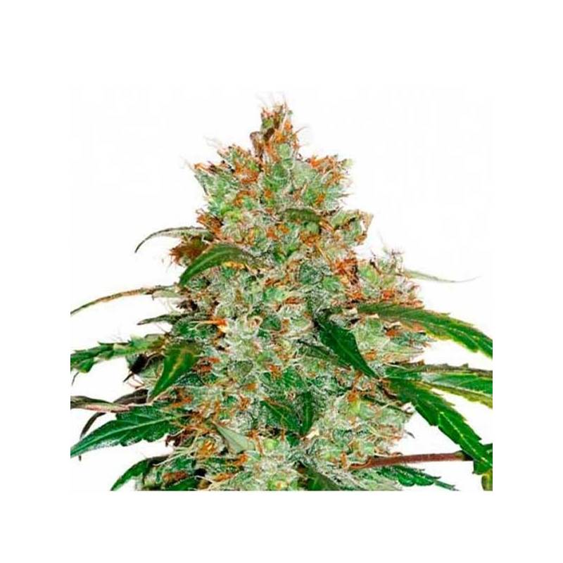 Honeybells CBD Feminizada de Delicious