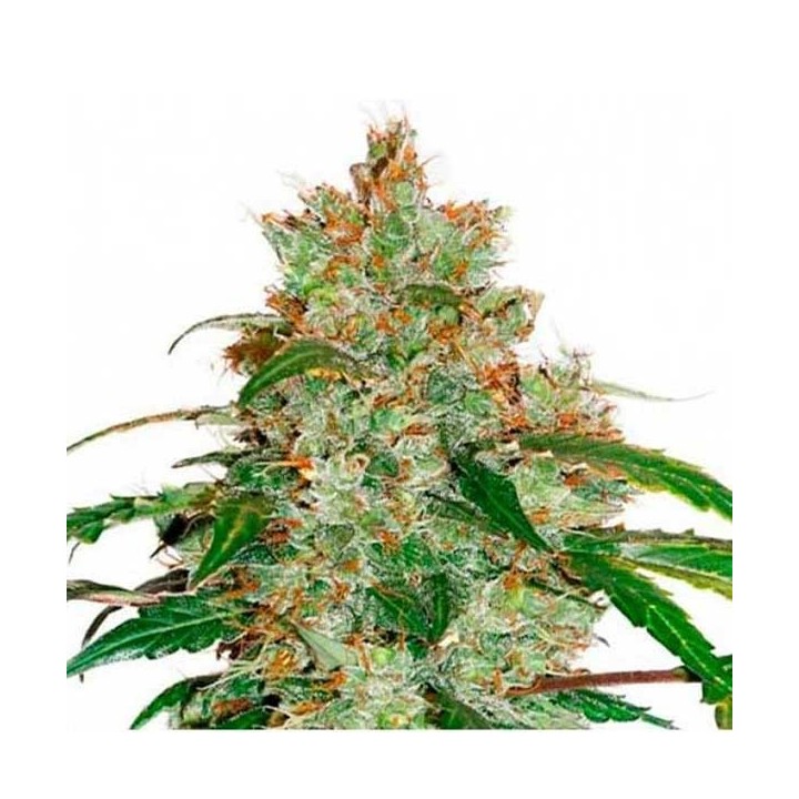 Honeybells CBD Feminizada de Delicious
