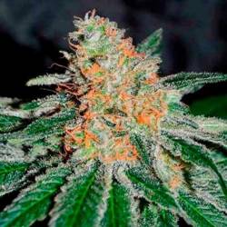 Jagg Kush (Sativa Line) Feminizada de Delicious