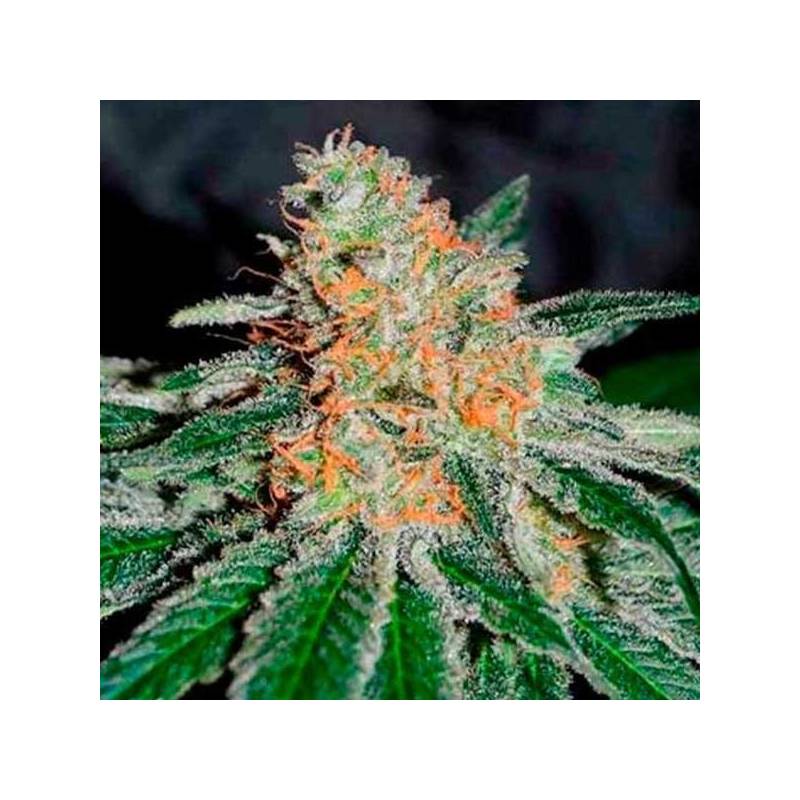 Jagg Kush (Sativa Line) Feminizada de Delicious