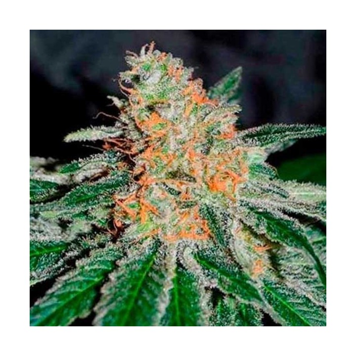 Jagg Kush (Sativa Line) Feminizada de Delicious