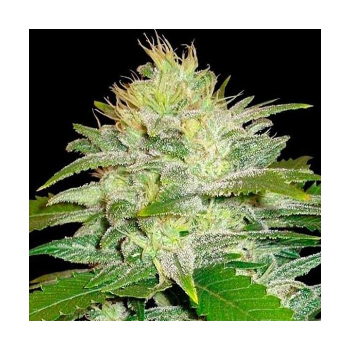 Original Juan Herer Regular de Delicious