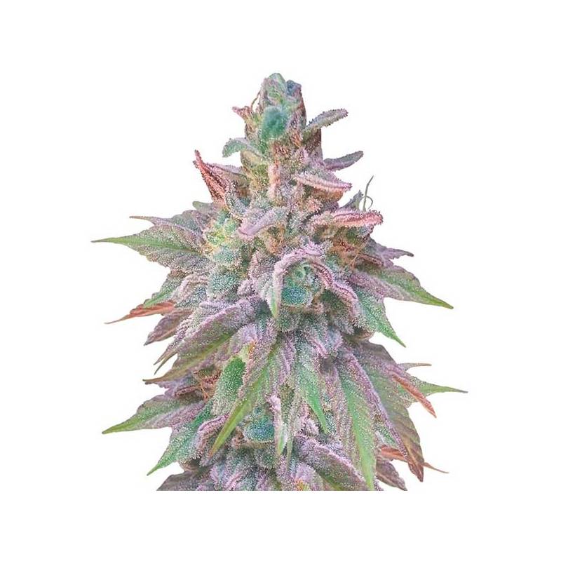 Unknow Kush (Indica Line) Feminizada de Delicious