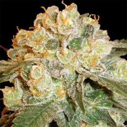 Marmalate Regular de Delicious