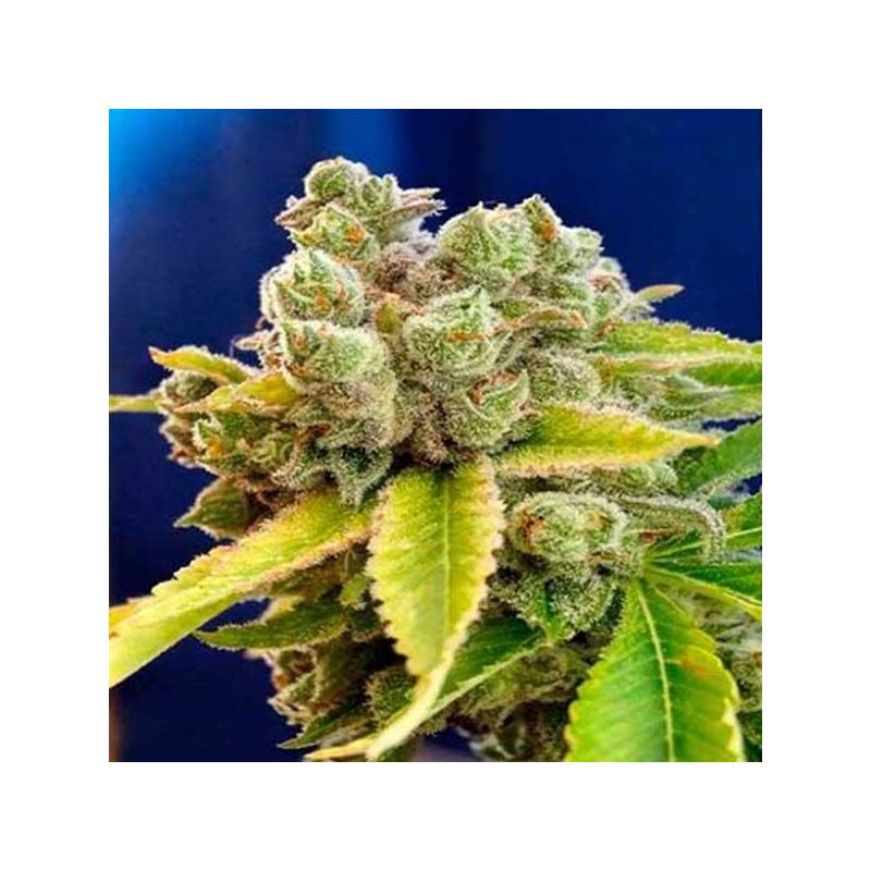 Casey Jones Regular de Devils Harvest Seeds