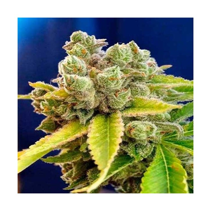 Casey Jones Regular de Devils Harvest Seeds