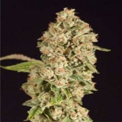 OG Reek'N Regular de Devils Harvest Seeds