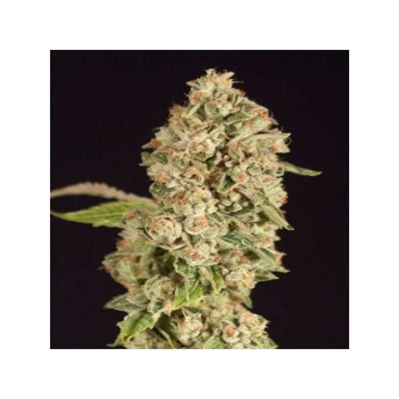 OG Reek'N Regular de Devils Harvest Seeds