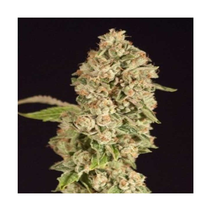 OG Reek'N Regular de Devils Harvest Seeds
