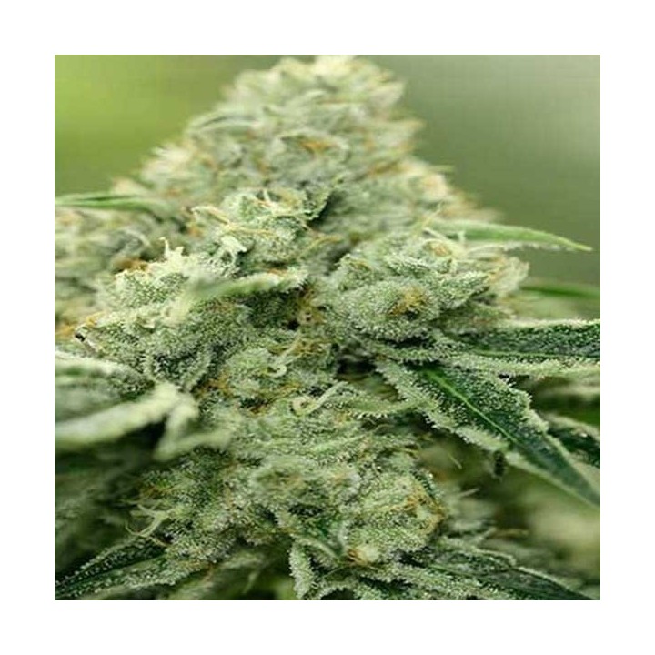 Rollex Og Kush Regular de Devils Harvest Seeds