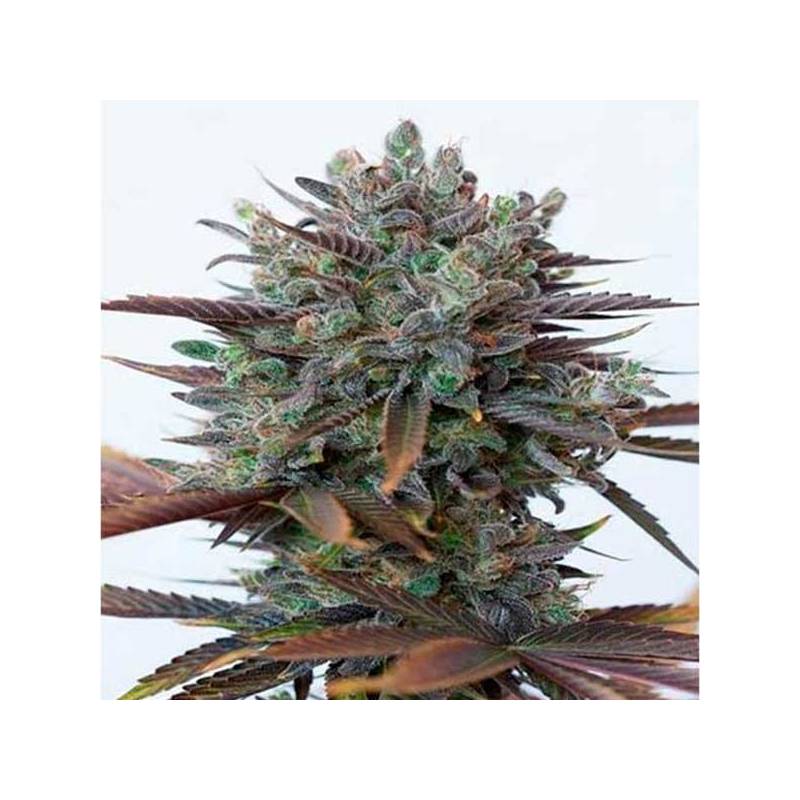 Purple Orange CBD Feminizada de Dinafem