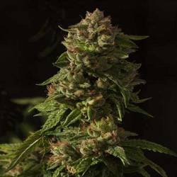 Devil's Glue Feminizada de Devils Harvest Seeds