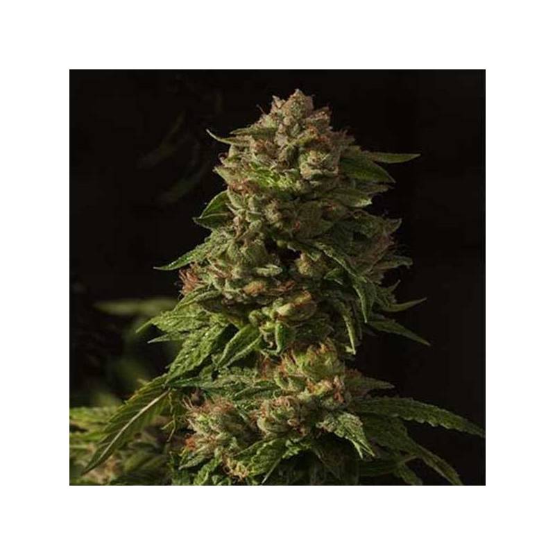 Devil's Glue Feminizada de Devils Harvest Seeds