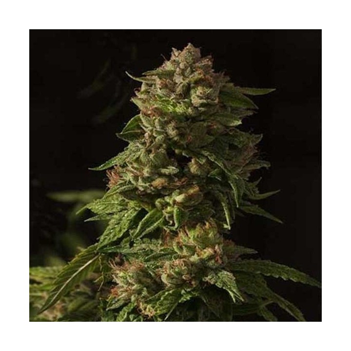 Devil's Glue Feminizada de Devils Harvest Seeds