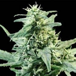 Golden Haze Feminizada de Devils Harvest Seeds