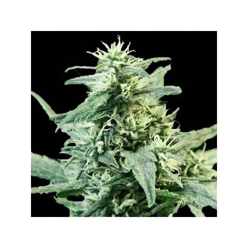 Golden Haze Feminizada de Devils Harvest Seeds