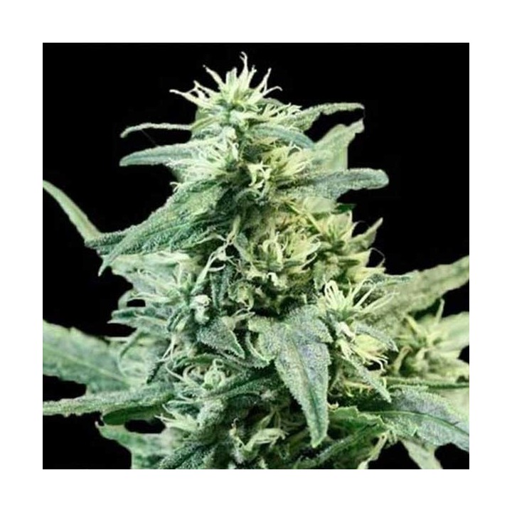 Golden Haze Feminizada de Devils Harvest Seeds