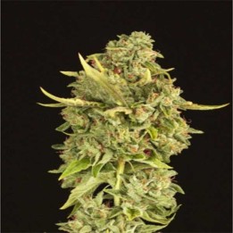 Hell´S Bells Feminizada de Devils Harvest Seeds