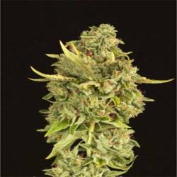 Hell´S Bells Feminizada de Devils Harvest Seeds