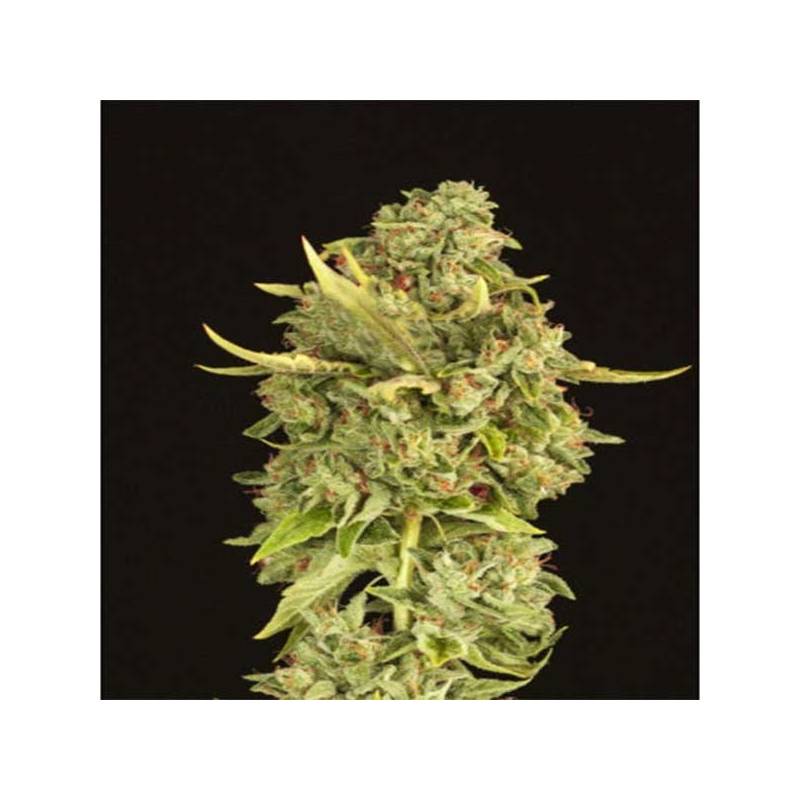 Hell´S Bells Feminizada de Devils Harvest Seeds