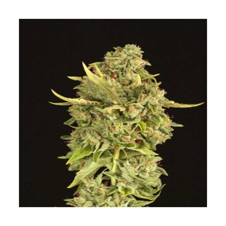 Hell´S Bells Feminizada de Devils Harvest Seeds