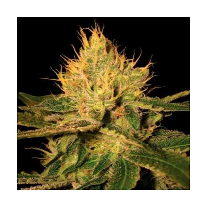 Cannalope Haze Regular de DNA Genetics