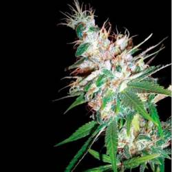 La Woman Regular de DNA Genetics