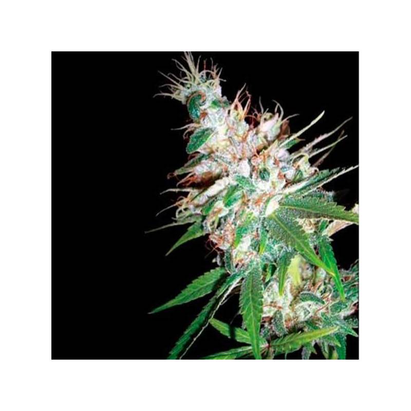 La Woman Regular de DNA Genetics