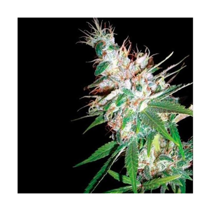 La Woman Regular de DNA Genetics