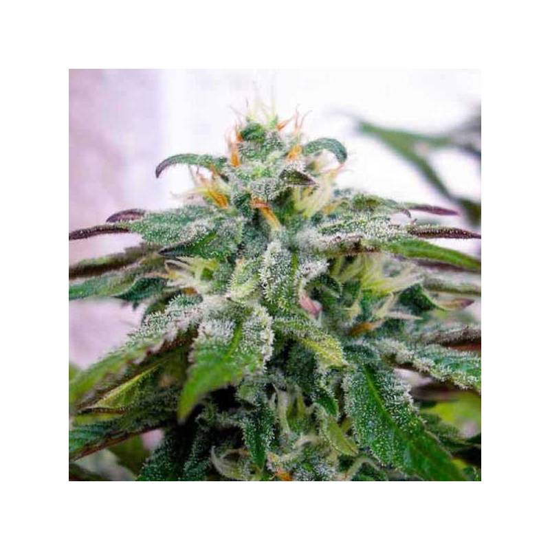 X18 Pure Pakistani Regular de DNA Genetics