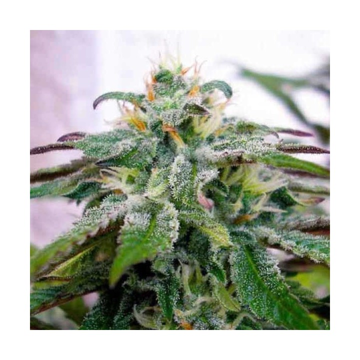X18 Pure Pakistani Regular de DNA Genetics