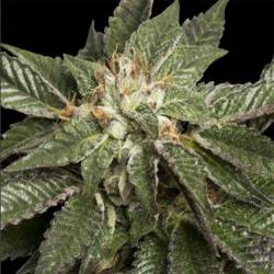 La Confidential Feminizada de DNA Genetics