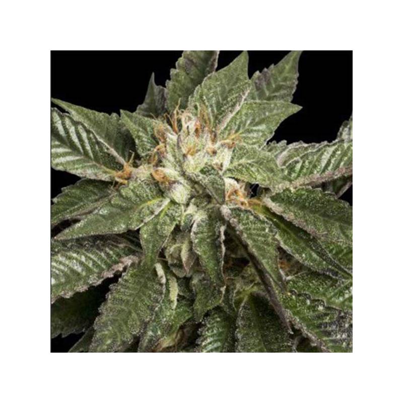 La Confidential Feminizada de DNA Genetics