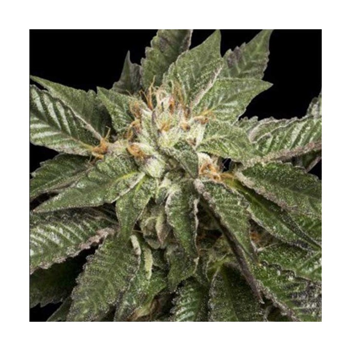 La Confidential Feminizada de DNA Genetics