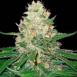 Rocklock Feminizada de DNA Genetics