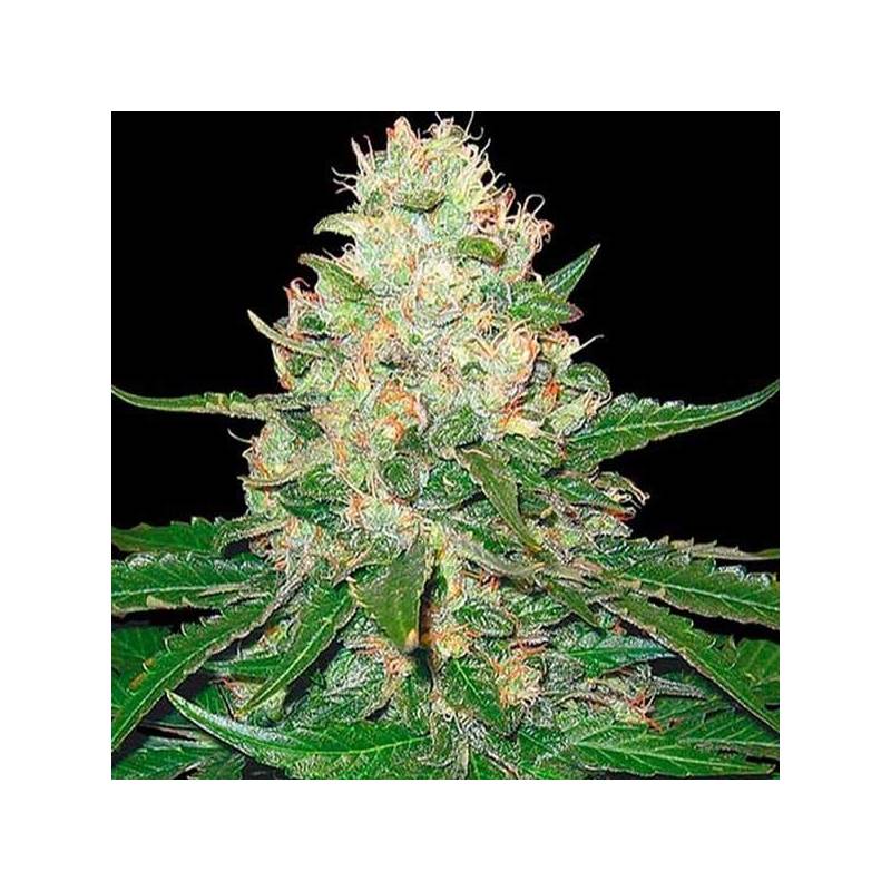 Rocklock Feminizada de DNA Genetics