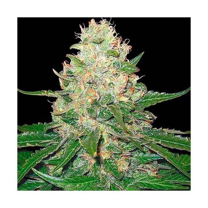 Rocklock Feminizada de DNA Genetics