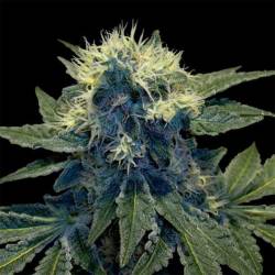 Sharksbreath Feminizada de DNA Genetics