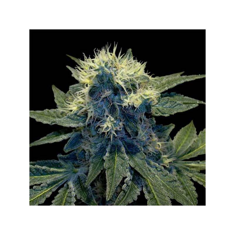 Sharksbreath Feminizada de DNA Genetics