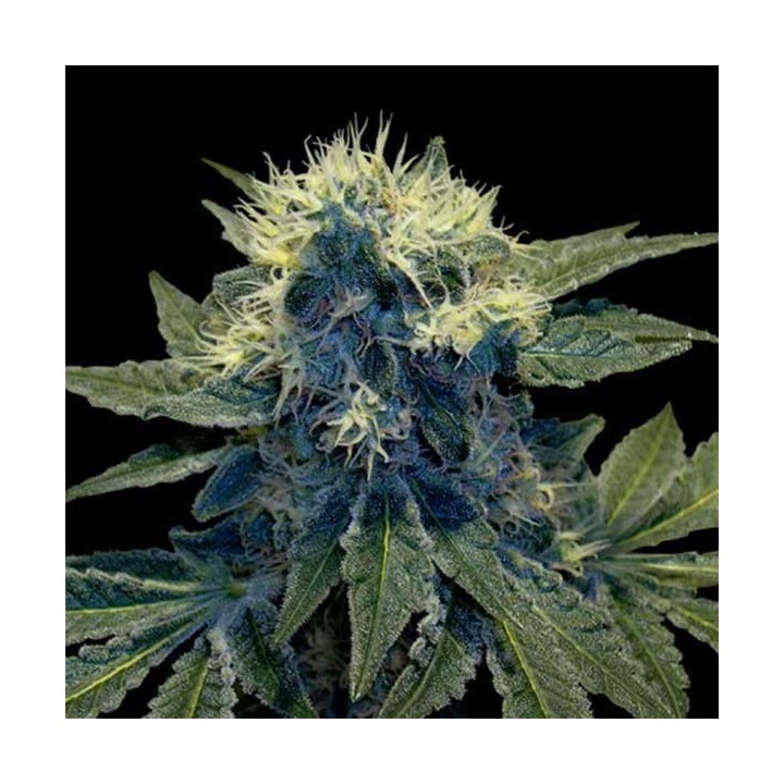 Sharksbreath Feminizada de DNA Genetics