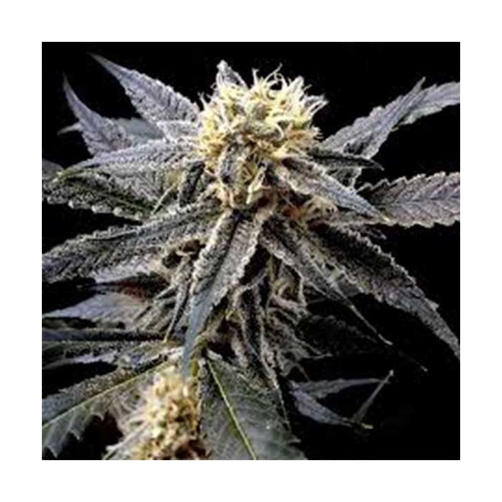 Strawberry Banana Feminizada de DNA Genetics