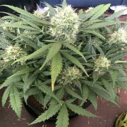 Gorilla Glue Feminizada de Auto Seeds