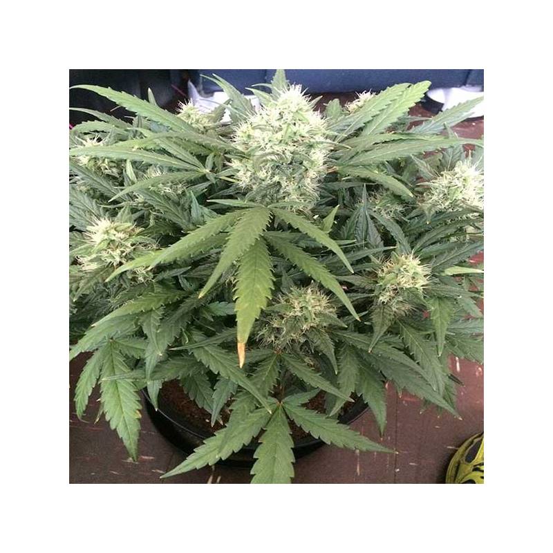 Gorilla Glue Feminizada de Auto Seeds