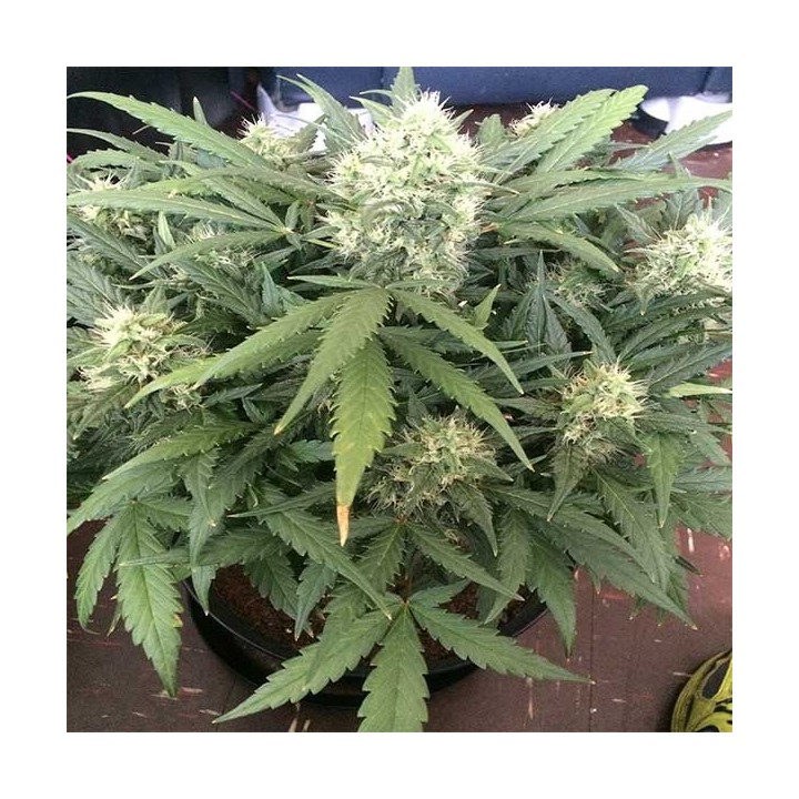 Gorilla Glue Feminizada de Auto Seeds