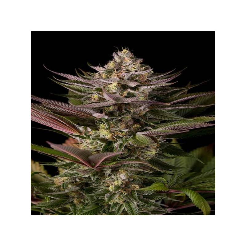 Blue Kush Feminizada de Dinafem Blue Kush Feminizada de Dinafem