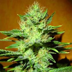 Mamba Negra CBD Feminizada de Blimburn Seeds