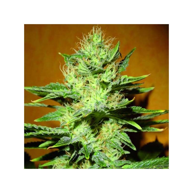 Mamba Negra CBD Feminizada de Blimburn Seeds