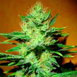 Mamba Negra Feminizada de Blimburn Seeds